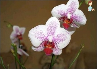 Pravidla a funkce péče o orchidej Phalaenopsis