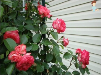 Kako usaditi ružu na Devering: vrtlarstvo Savjeti