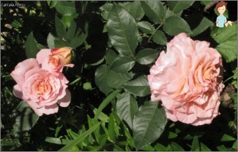 Kako usaditi ružu na Devering: vrtlarstvo Savjeti
