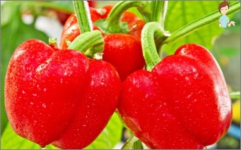 Wie kann man Gemüse Paprika von Samen anbauen?
