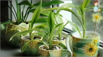 Kako odabrati unutarnje biljke za dom