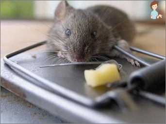 كيفية التقاط فأر في الشقة؟