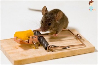 Hoe een muis in het appartement te vangen?