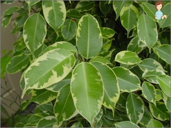 Ficus benjamin