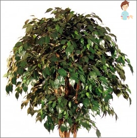 Ficus benjamin