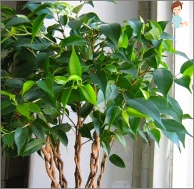 FICUS BENJAMIN