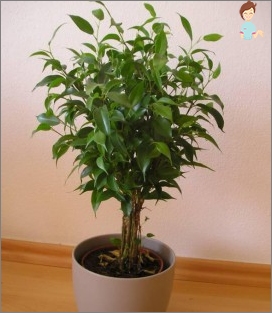 FICUS BENJAMIN