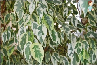 Ficus benjamin