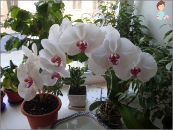 Orchidej Falenopsis