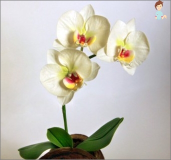 Orchidej Falenopsis