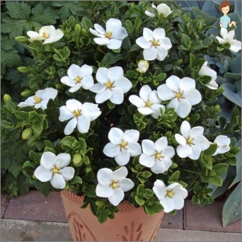 Gardenia Jasmine