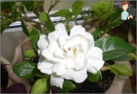 Gardenia Jasmine