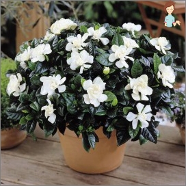 Gardenia Jasmine