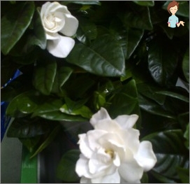 Gardenia Jasmine