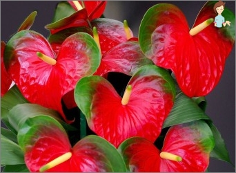 Anthurium