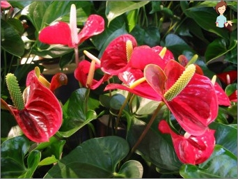 Anthurium