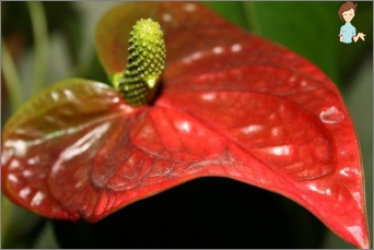 Anthurium