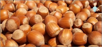 Hazelnut and its beneficial properties, eating nuts during pregnancy