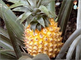 Ananas během těhotenství: přínos, škoda, kontraindikace