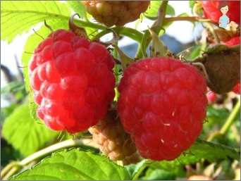 Raspberry leaves during pregnancy: can tea be used