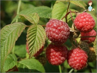 Raspberry leaves during pregnancy: can tea be used