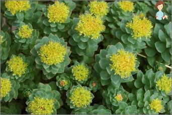 Aplikace Rhodiola Pink obnovit tělo