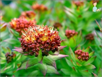 Aplikace Rhodiola Pink obnovit tělo