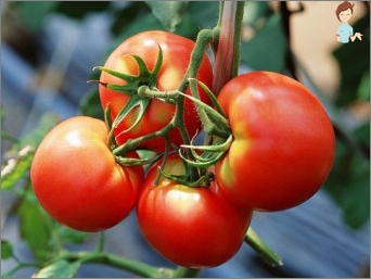 Tomaten tijdens de zwangerschap - u kunt of niet?