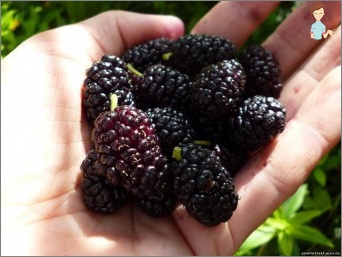 Léčivé bobule Mulberry: Lékařské vlastnosti, recepty, kontraindikace