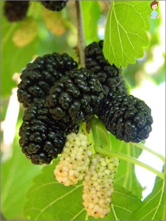 Léčivé bobule Mulberry: Lékařské vlastnosti, recepty, kontraindikace