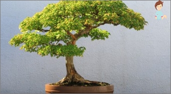 Accommodation to the art of the East: Making the Bonsai tree itself at home