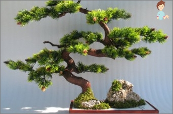 Unterkunft auf die Kunst des Ostens: den Bonsai-Baum selbst zu Hause machen