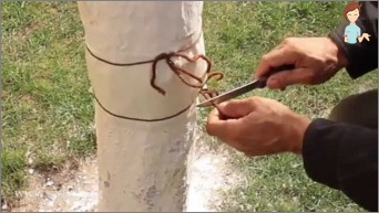 Kako napraviti pojas stoke kako bi zaštitili stabla?