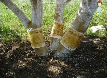 Kako napraviti pojas stoke kako bi zaštitili stabla?