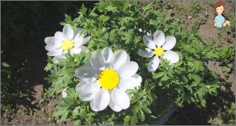 Chamomile from plastic bottles - unfading beauty with his own hands!