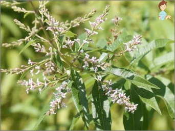 Verbena citron: pěstování, kontraindikace, užitečné vlastnosti