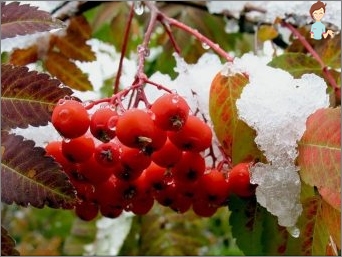 Základní doporučení a kontraindikace pro použití Red Rowan