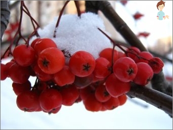 Základní doporučení a kontraindikace pro použití Red Rowan