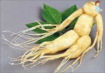 Ginseng - kořen života a zdraví!