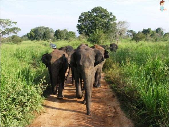 Národní park Privalava, Srí Lanka