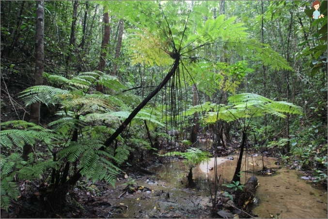 Rainforest Cottava, Srí Lanka