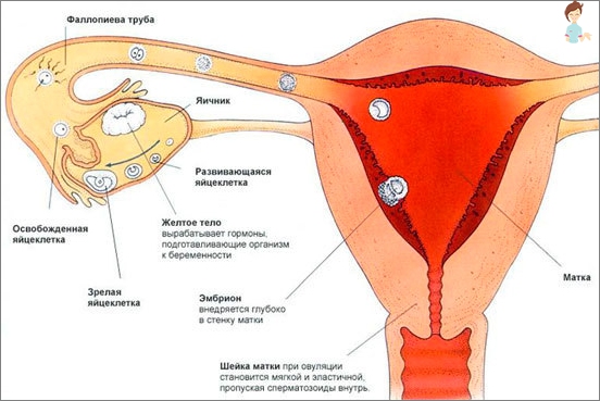 Ability to get pregnant through monthly