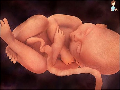Schwangerschaft 39 Wochen - Entwicklung des Fötus und des Gefühls einer Frau