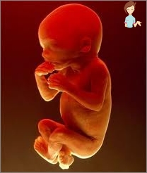 Schwangerschaft 23 Wochen - Entwicklung des Fötus und des Gefühls einer Frau