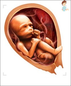 Schwangerschaft 24 Wochen - Entwicklung des Fötus und des Gefühls einer Frau