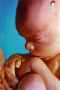 الحمل 21 أسبوعا - تطوير الجنين والإحساس بالمرأة