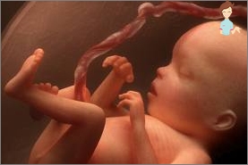 الحمل 18 أسبوعا - تطوير الجنين والإحساس بالمرأة