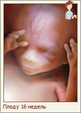 الحمل 16 أسبوعا - تطوير الجنين والإحساس بالمرأة