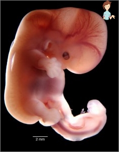 Stock Foto Copil 9 Săptămâna de sarcină