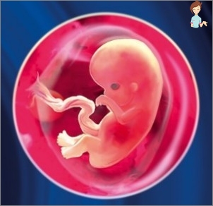 الحمل 7 أسابيع - تطوير الجنين والإحساس بالمرأة